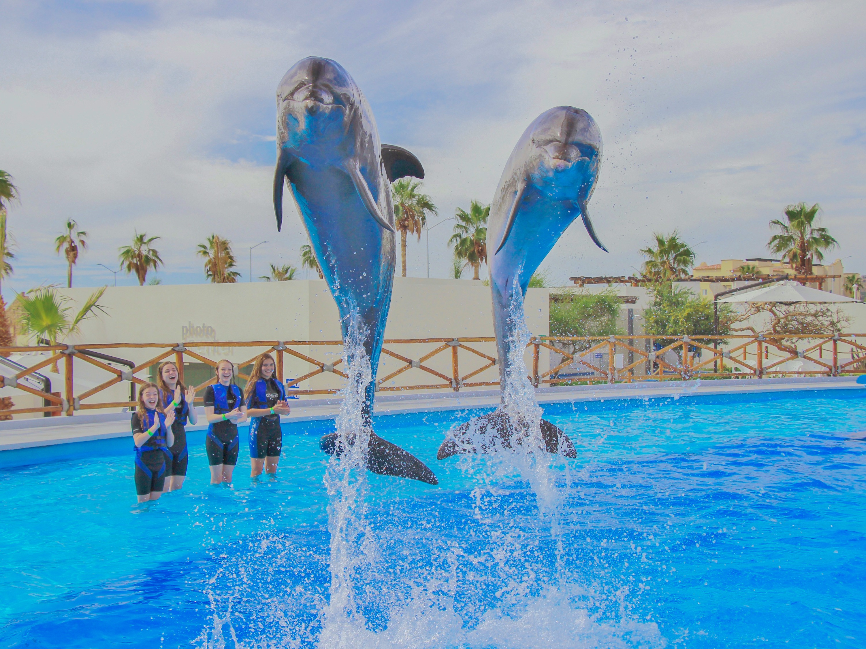 Dolphin Signature Swim