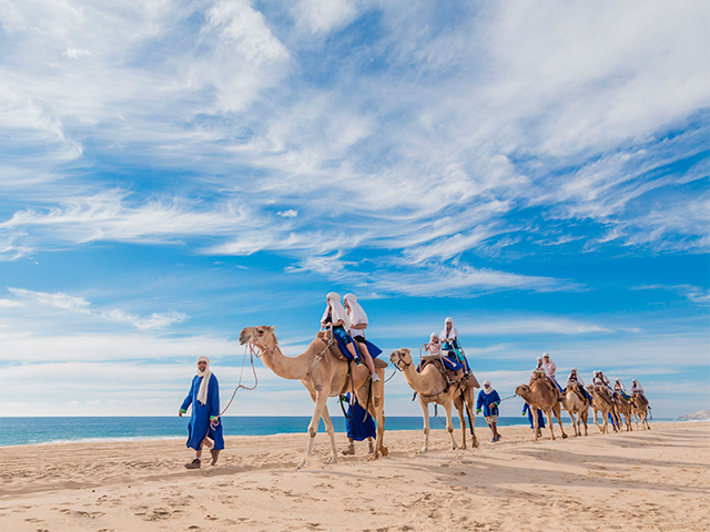 Outback & Camel Safari